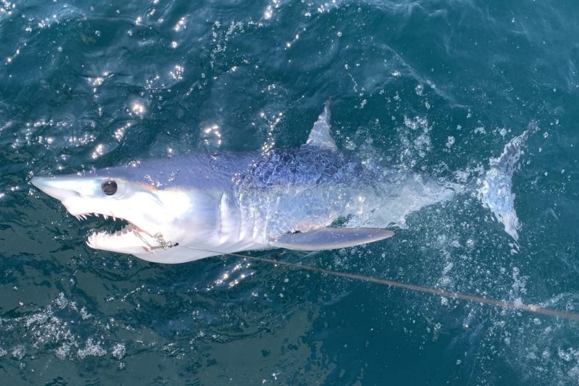 Can You Eat Tiger Shark? - 401 Fishing Reports