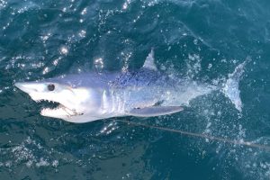 Shark Fishing Rhode Island