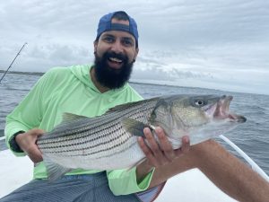 Striped Bass Newport