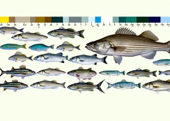 Rhode Island Saltwater Fishing Regulations