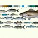Rhode Island Saltwater Fishing Regulations
