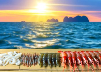 What Bait Is Best for Saltwater Fishing