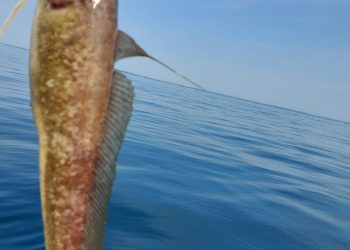 Discovering the Ling Cod: A Deep Dive into Its Habitat and Behavior