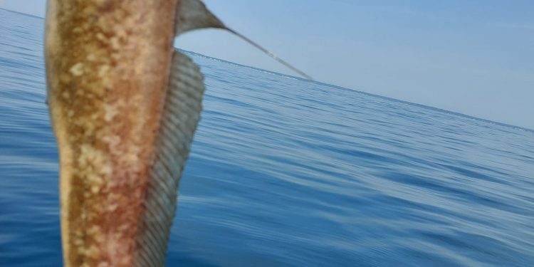 Discovering the Ling Cod: A Deep Dive into Its Habitat and Behavior