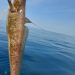 Discovering the Ling Cod: A Deep Dive into Its Habitat and Behavior