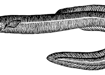 A few easy steps to keep eels alive