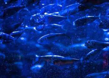 school, fish, menhaden