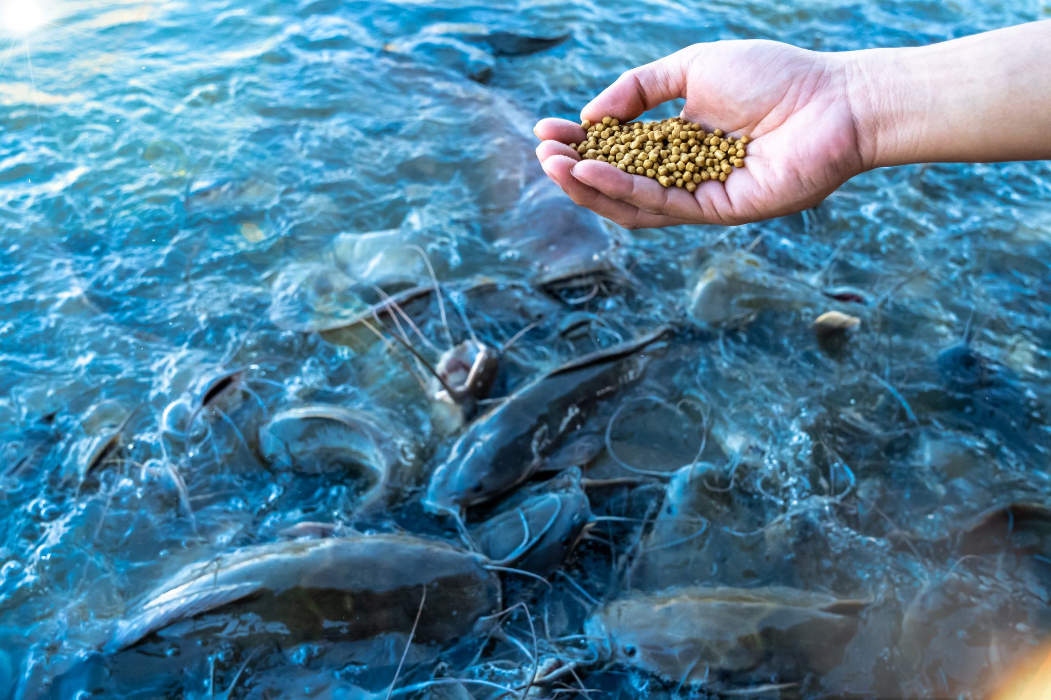 Using Medicated Feeds in Catfish Aquaculture - Alabama Cooperative Extension System