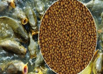 Rohu Fish Feed, Packaging Type: PP Bag, Packaging Size: 50 Kg, Rs 1400/bag | ID: 23178552873